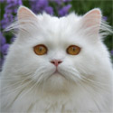 Avatar gebruiker